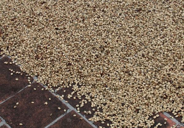 Arabica Washed Coffee Dak Lak Highland