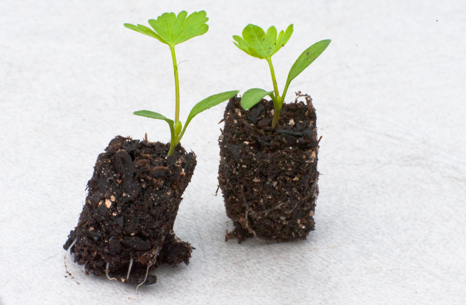 Hybrid Vegetable Seeds
