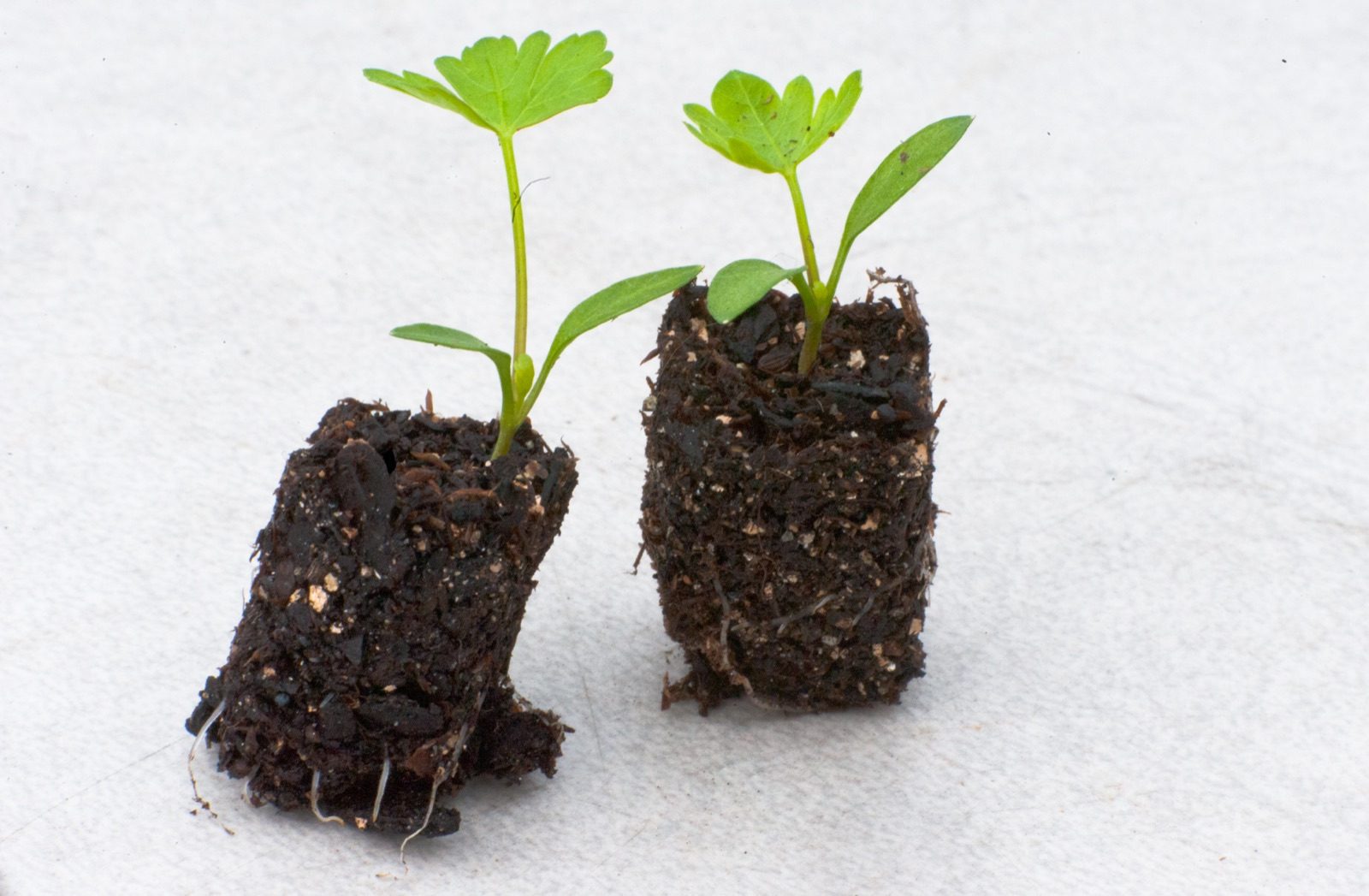 Hybrid Vegetable Seeds