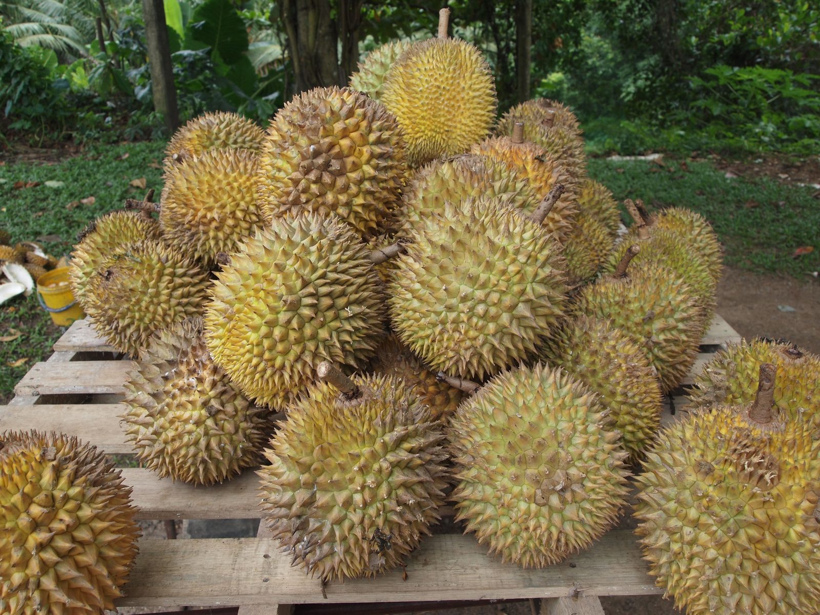 Durian Ri6, Fresh Whole Fruit