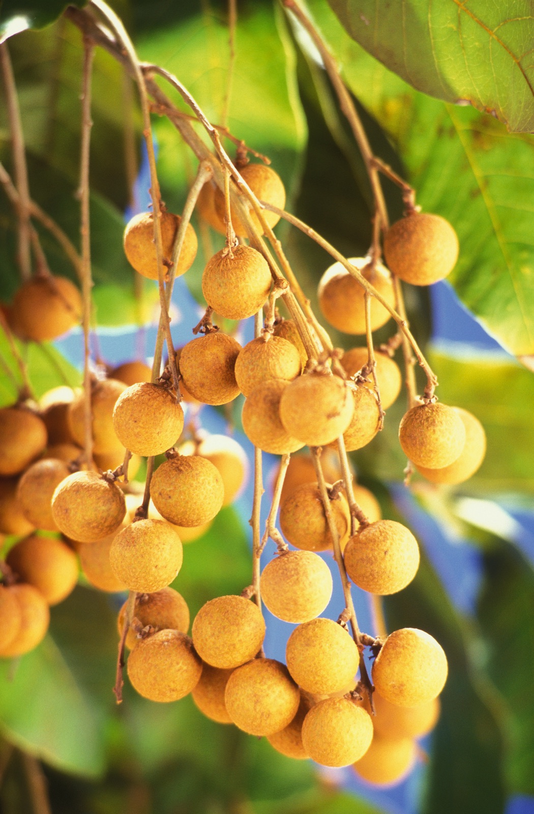 Hưng Yên Longan, Fresh Whole Fruit
