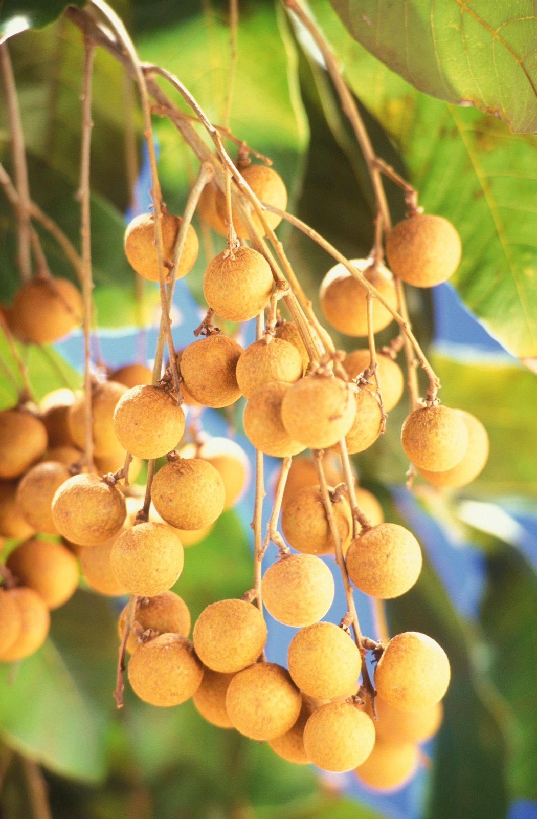 Hưng Yên Longan, Fresh Whole Fruit