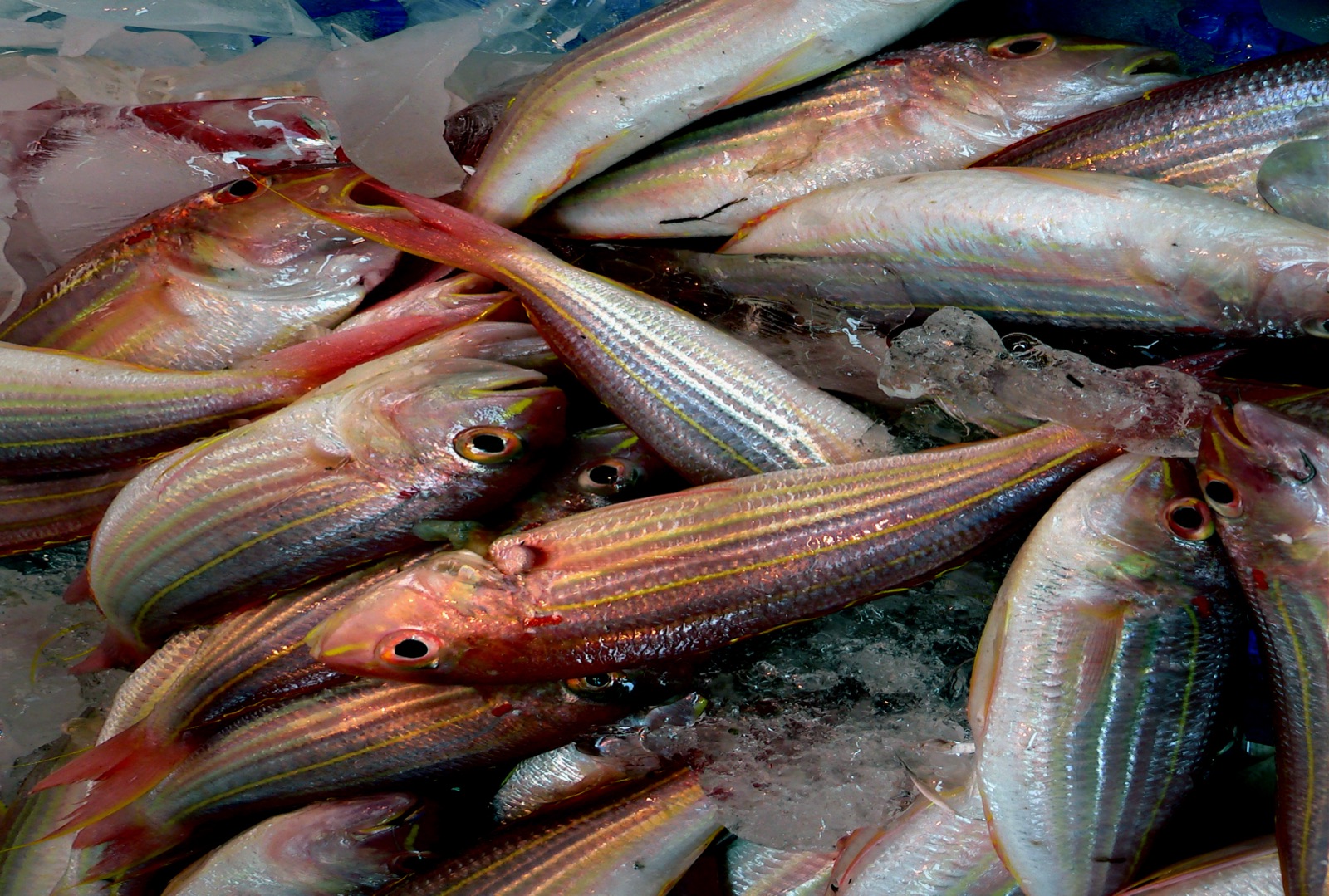 Frozen Bangus (Milkfish)