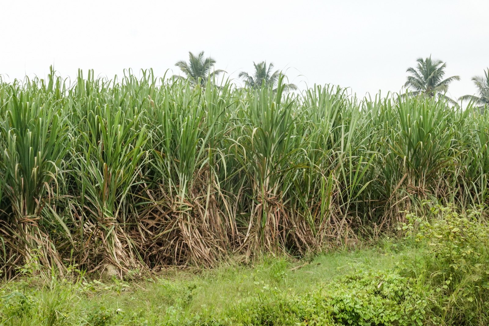 Raw Cane Sugar