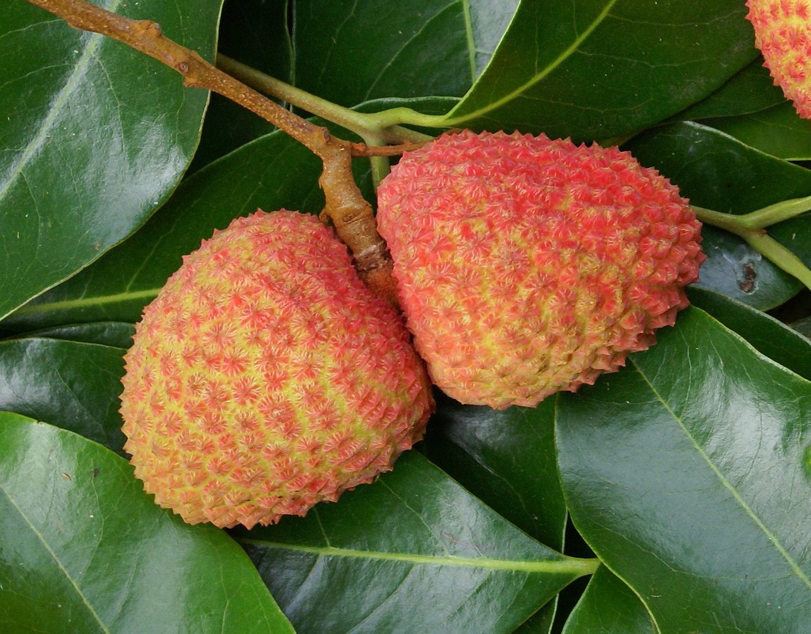 Lục Ngạn Lychee, Fresh Whole Fruit