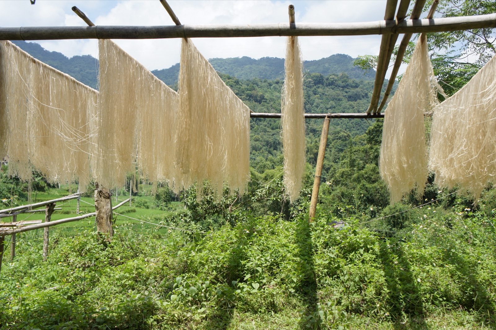 Arrowroot Vermicelli (Miến Dong)