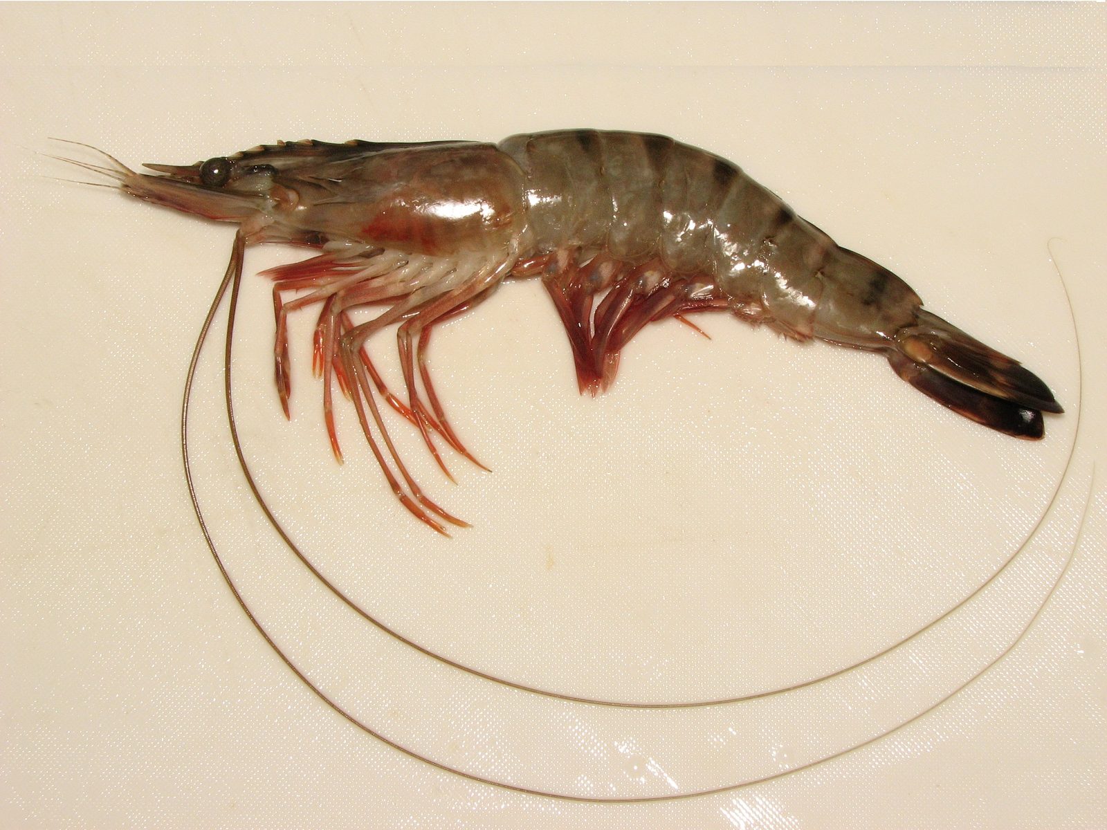 Black Tiger Shrimp, HOSO (Head-On Shell-On)