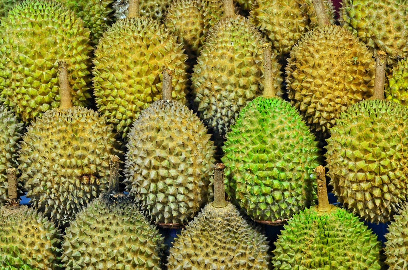 Musang King Durian, IQF Frozen Whole Fruit