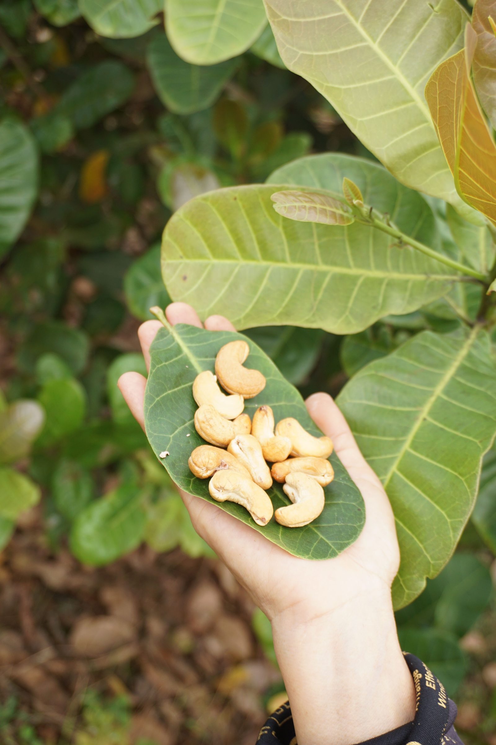 Raw Cashew Nuts (RCN), In-Shell