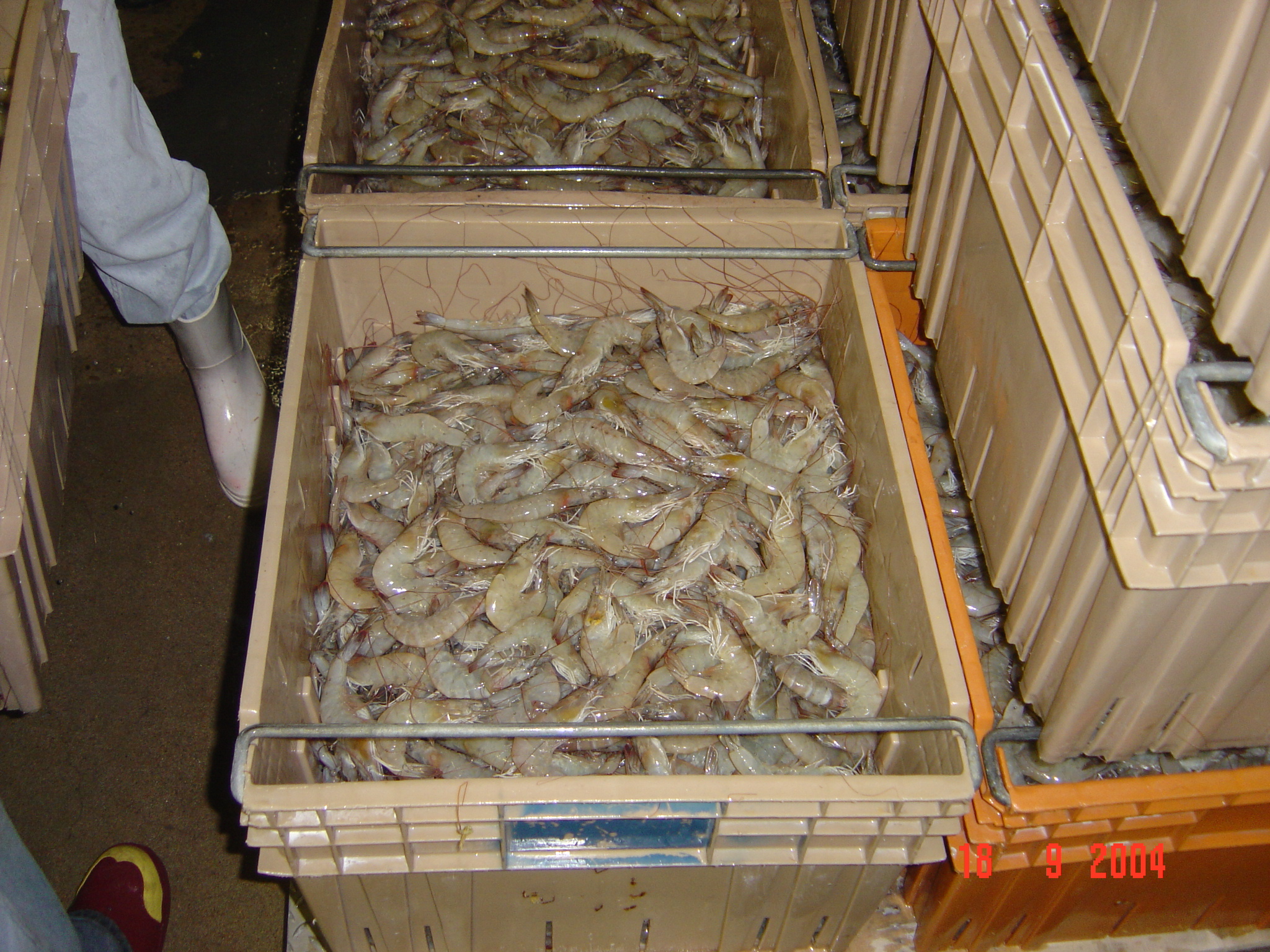Frozen Shrimp