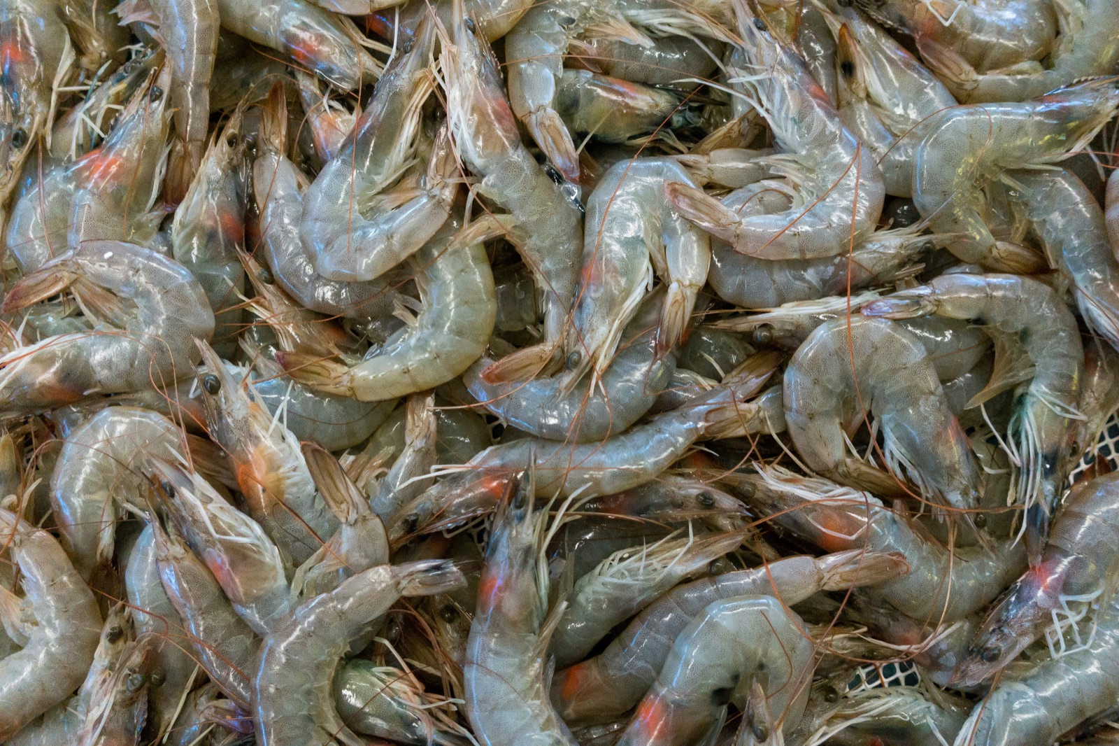 Frozen Raw Shrimp (HOSO)