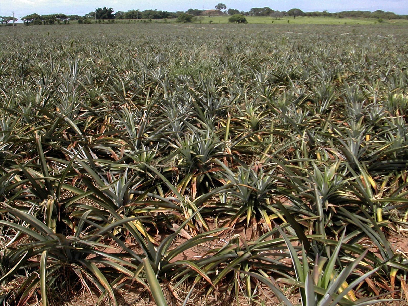 Fresh & Canned Pineapple