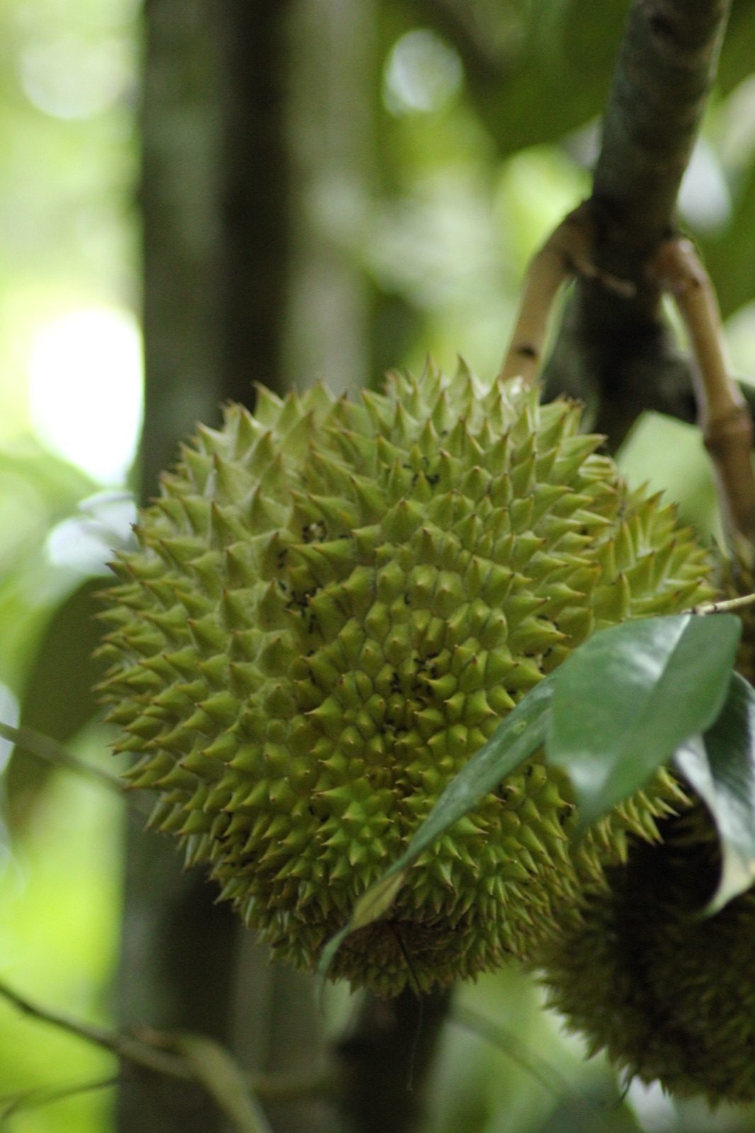 Monthong Durian