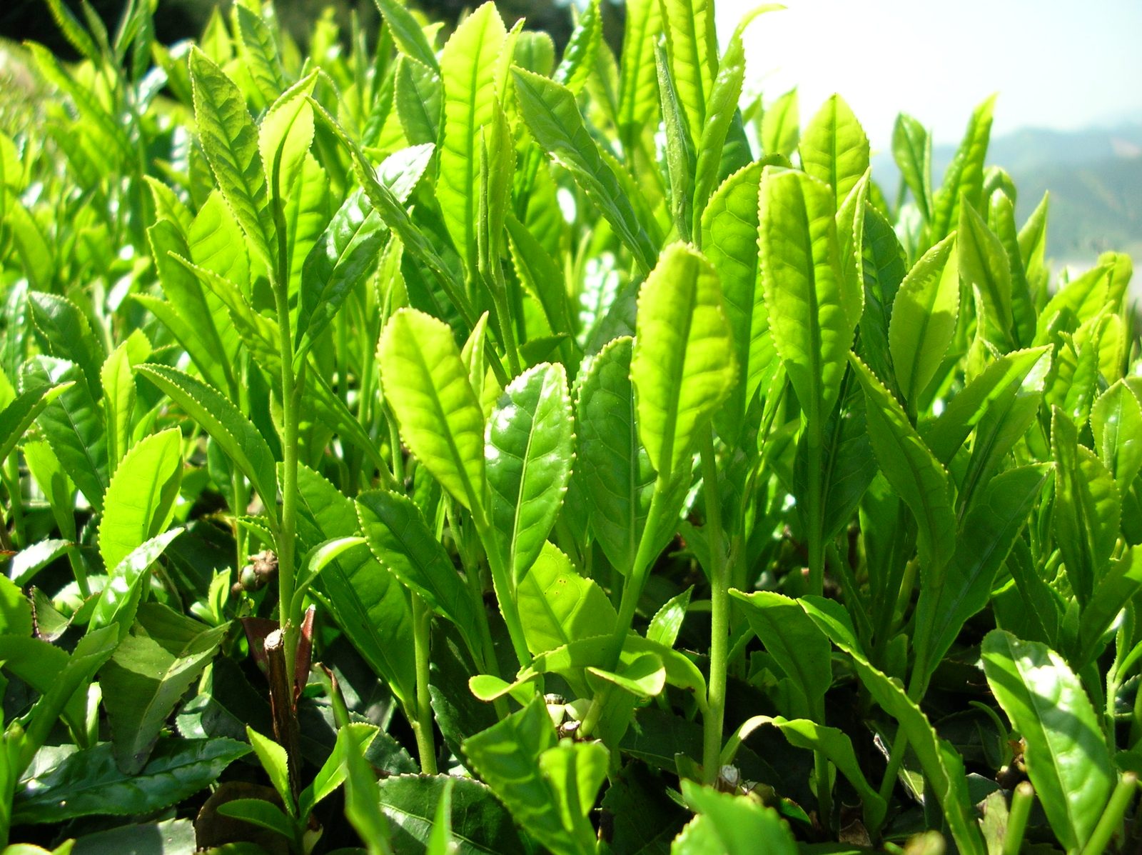 Thái Nguyên Lotus-Scented Green Tea, Hand-Rolled