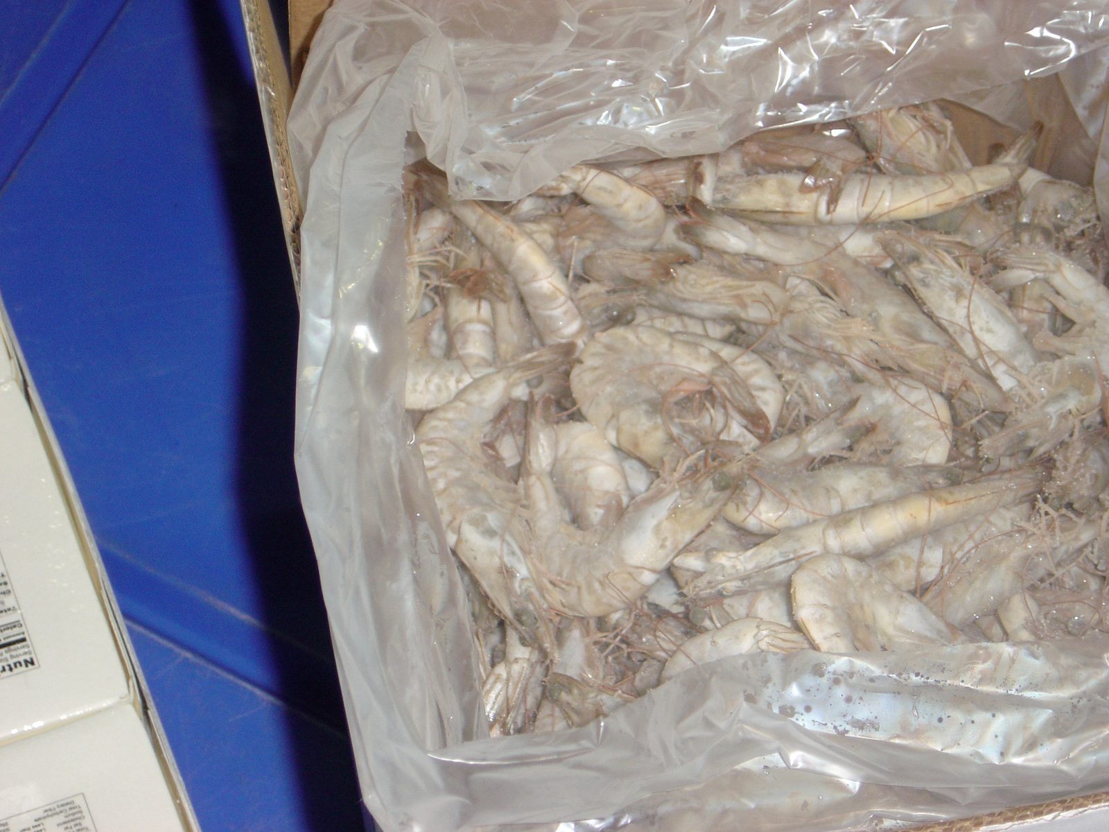 IQF Frozen Shrimp