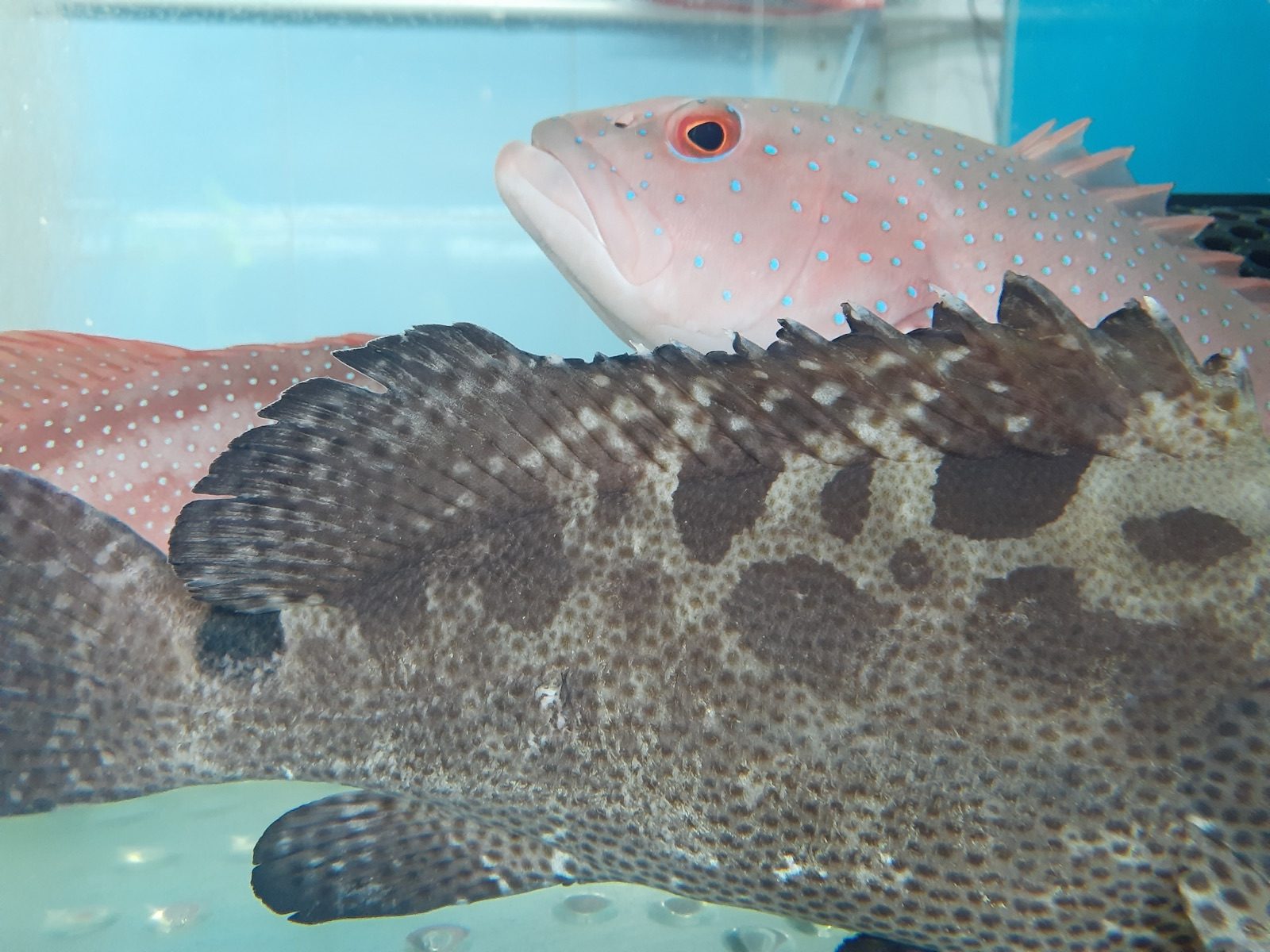 Frozen Fish