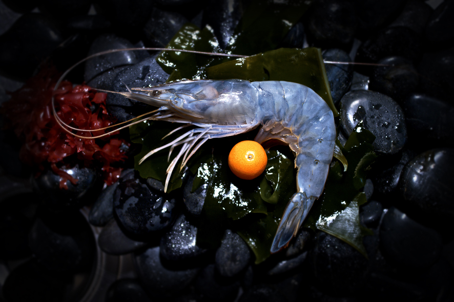 Blue Shrimp (Litopenaeus stylirostris)