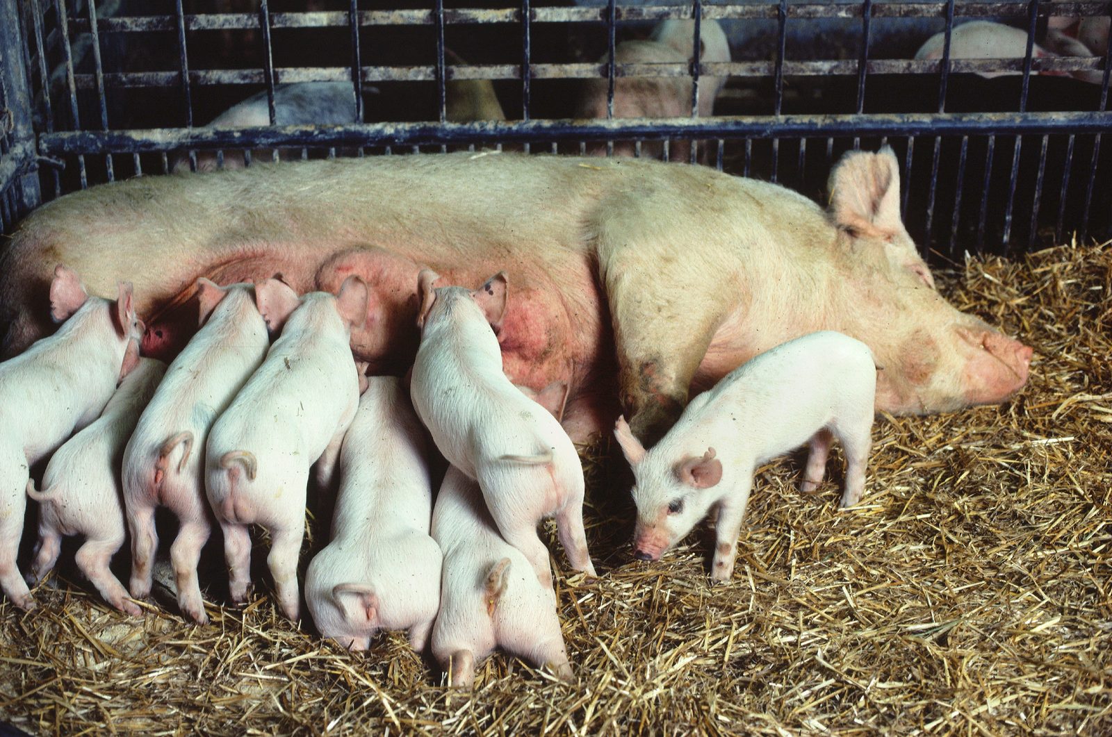 Live Piglets (Breeding Stock)