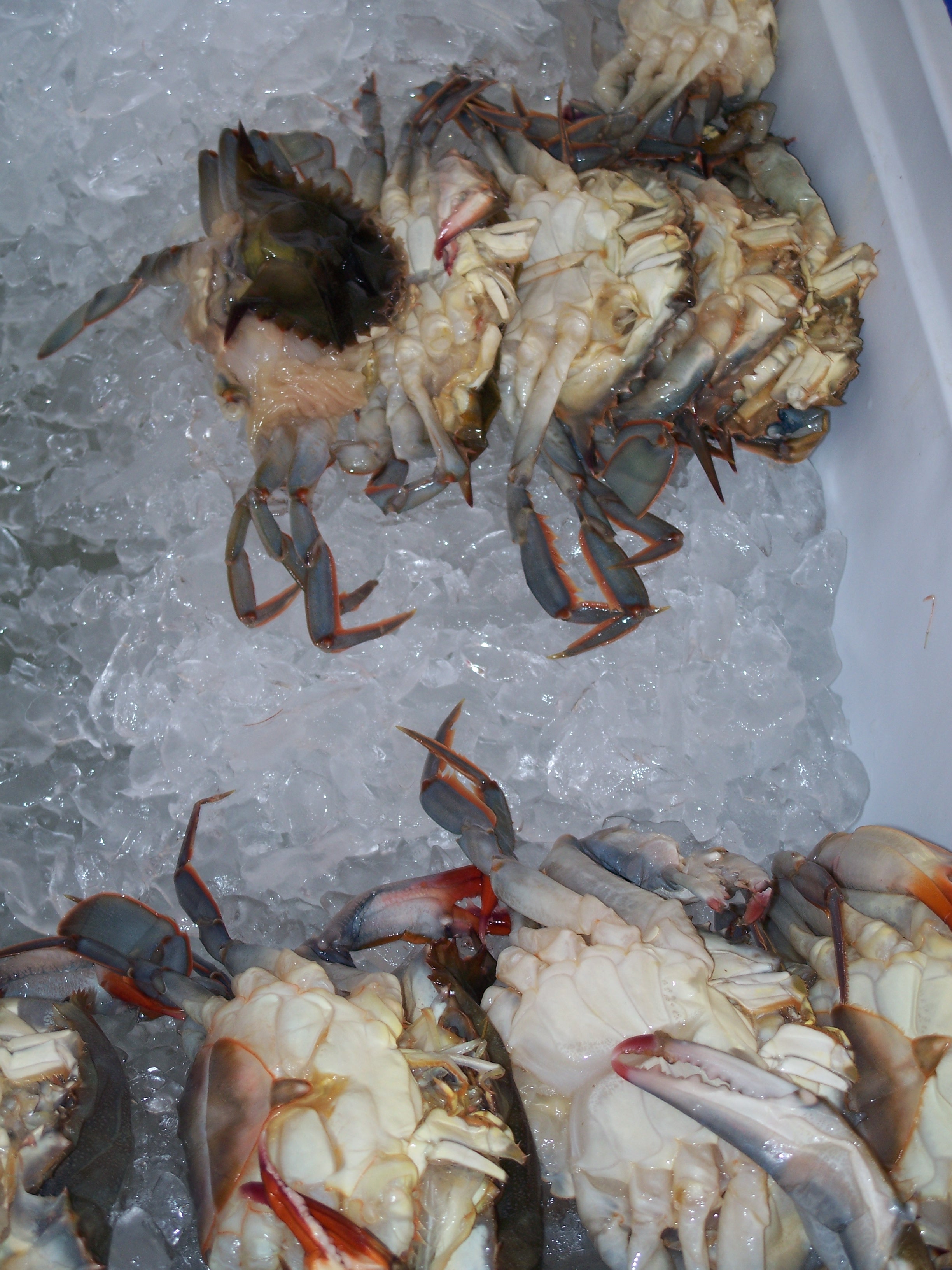Frozen Soft-Shell Crab