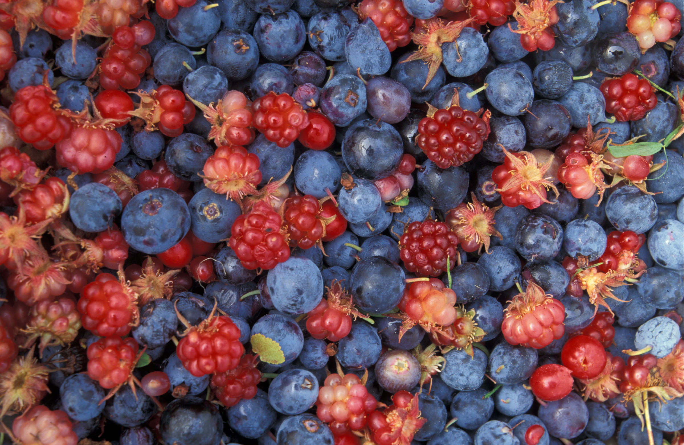 Fresh Mixed Berries