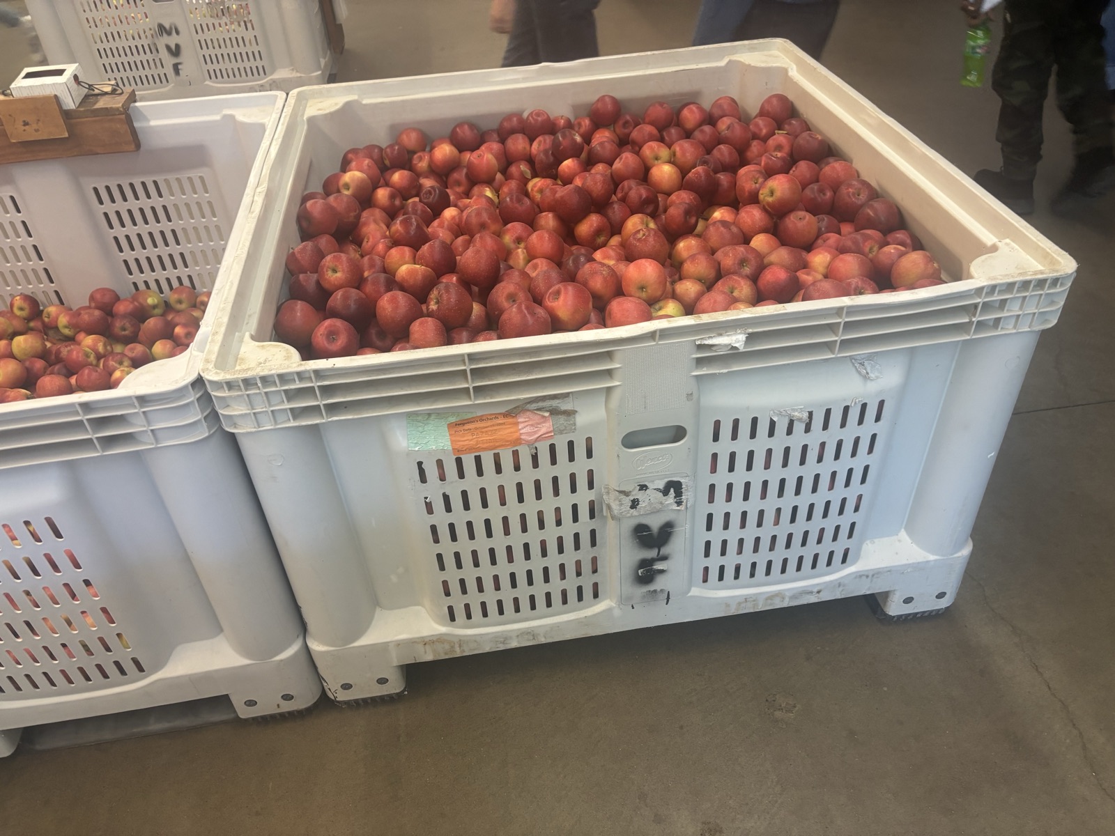 Fresh Apples