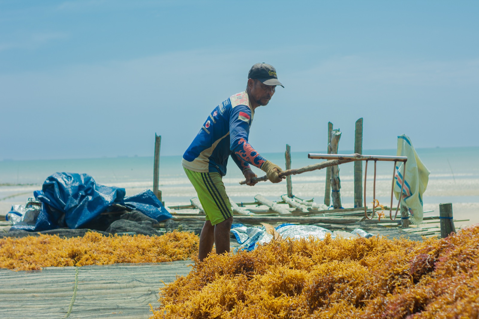 RICO Carrageenan