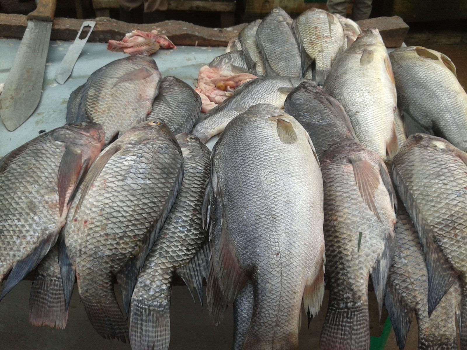 Fresh Whole Tilapia